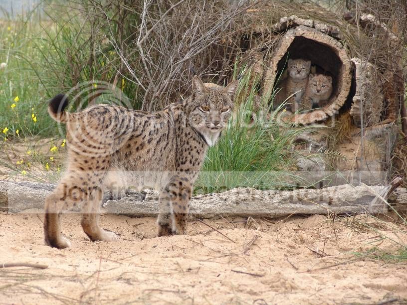wildcat.jpg