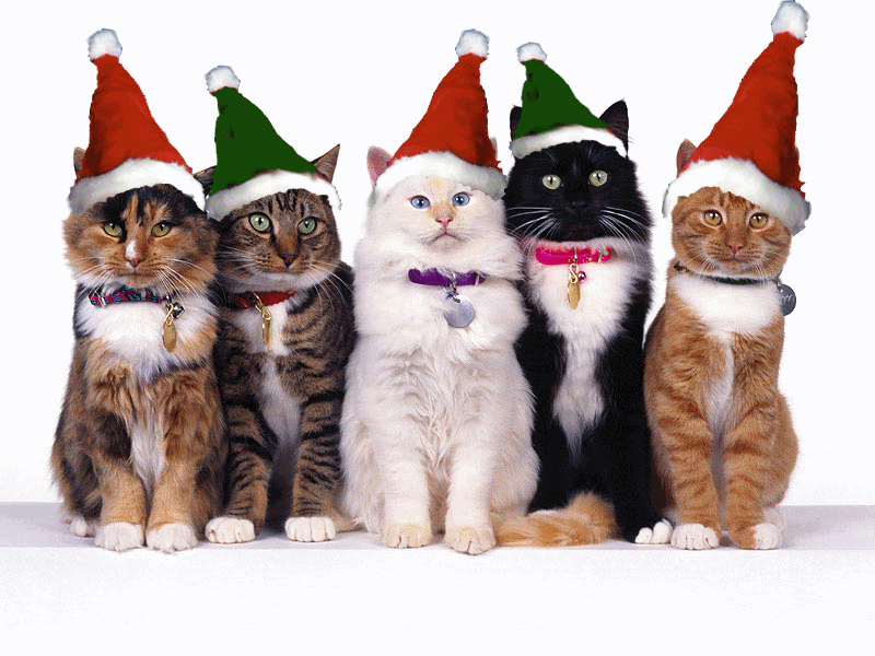 Christmas_Kittys_image0011.gif