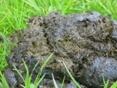 cow-poo.jpg