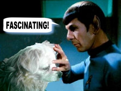 spock%2Bmind%2Bmeld