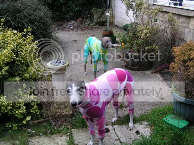 doggiepyjamas002.jpg