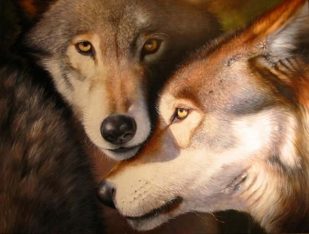 Wolf-Couple-wolves-1383781-633-480.jpg