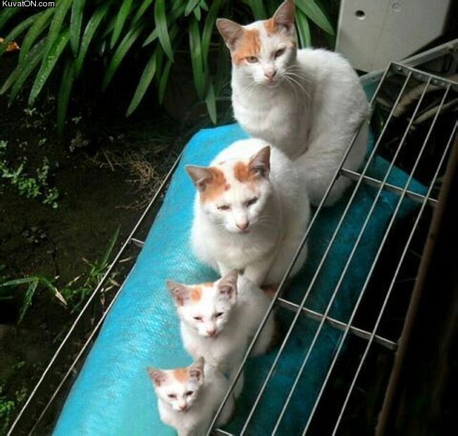 cats12.jpg