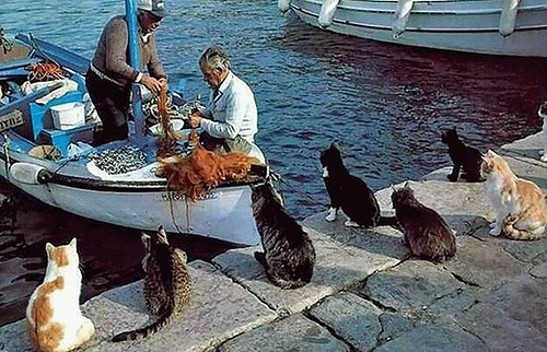 fishcats.jpg