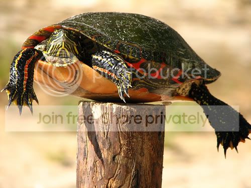 Post_Turte.jpg