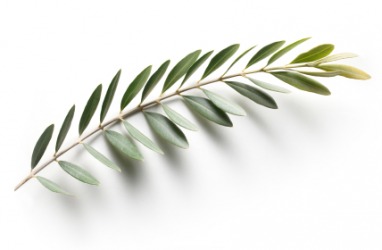 olive-branch.jpg