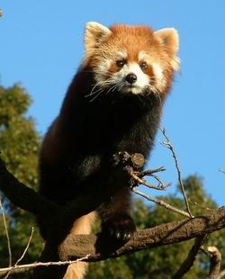 Panda_rouge.jpg