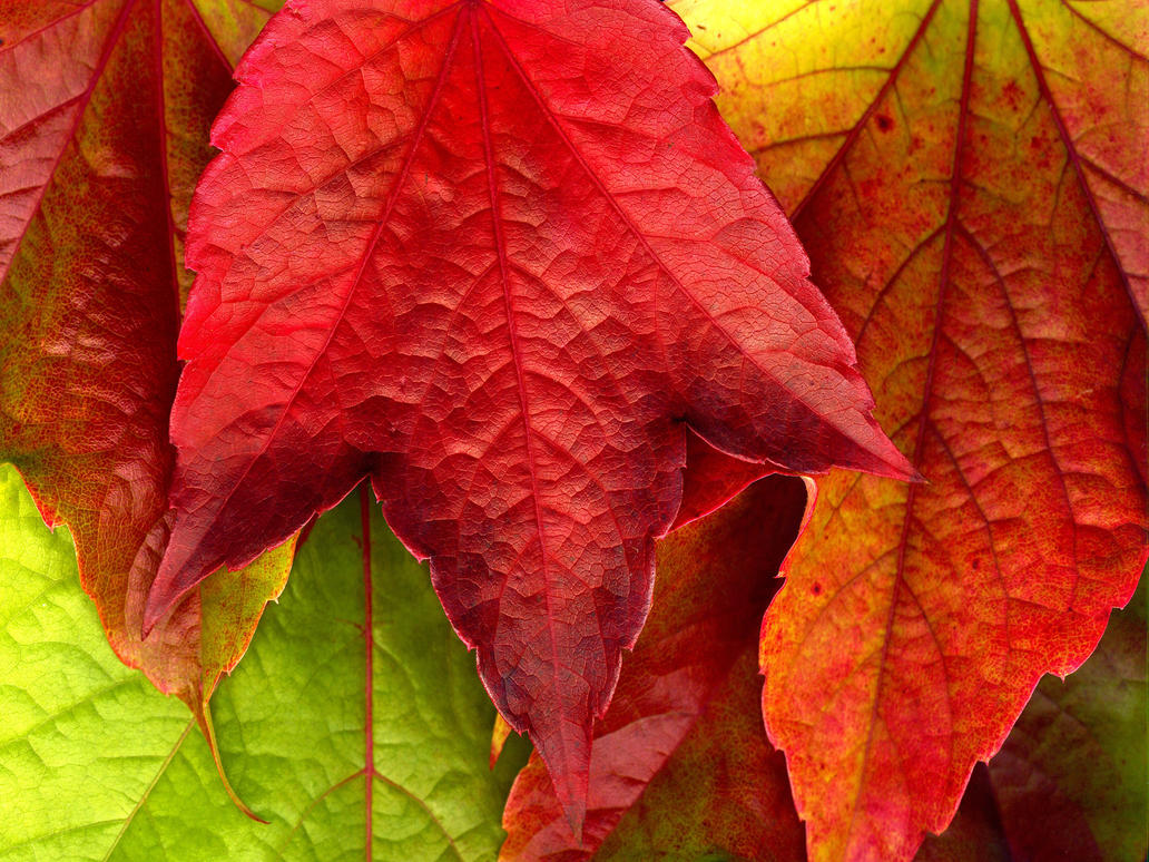 Autumn_Leaves_XXXL____by_MichiLauke.jpg