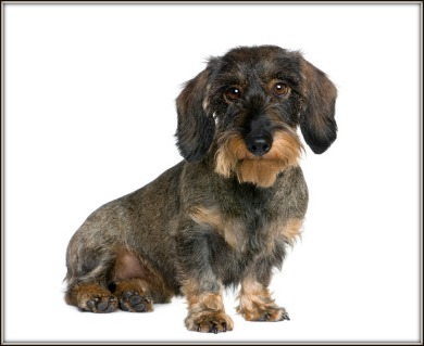 wirehaireddachshund.jpg