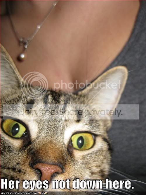 funny-pictures-cat-eyes-bosom.jpg