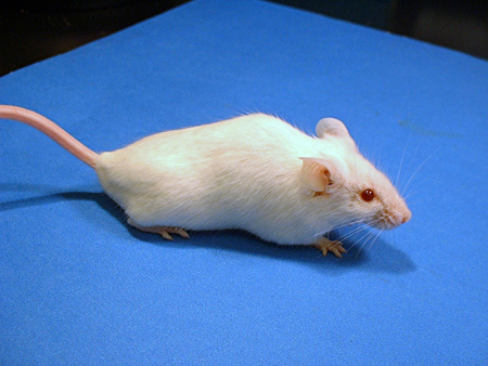 mice1.jpg